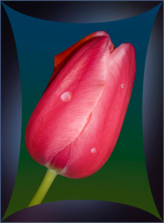 My Red Tulip